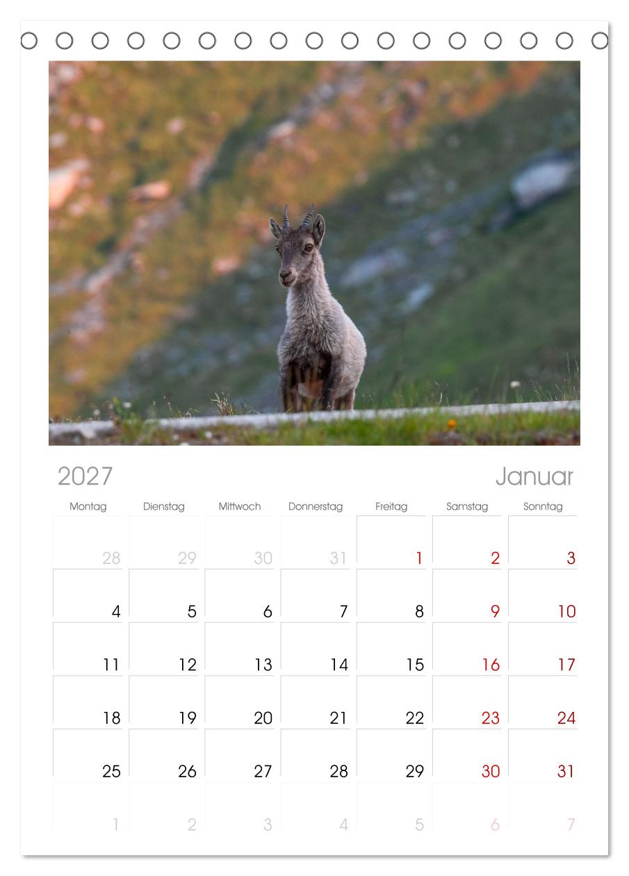 Bergkönige - Steinböcke im Blickpunkt der Naturfotografie