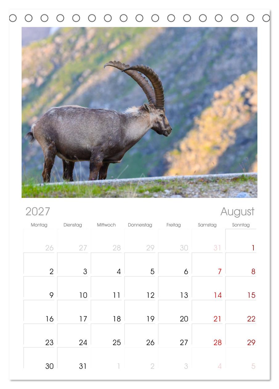 Bergkönige - Steinböcke im Blickpunkt der Naturfotografie