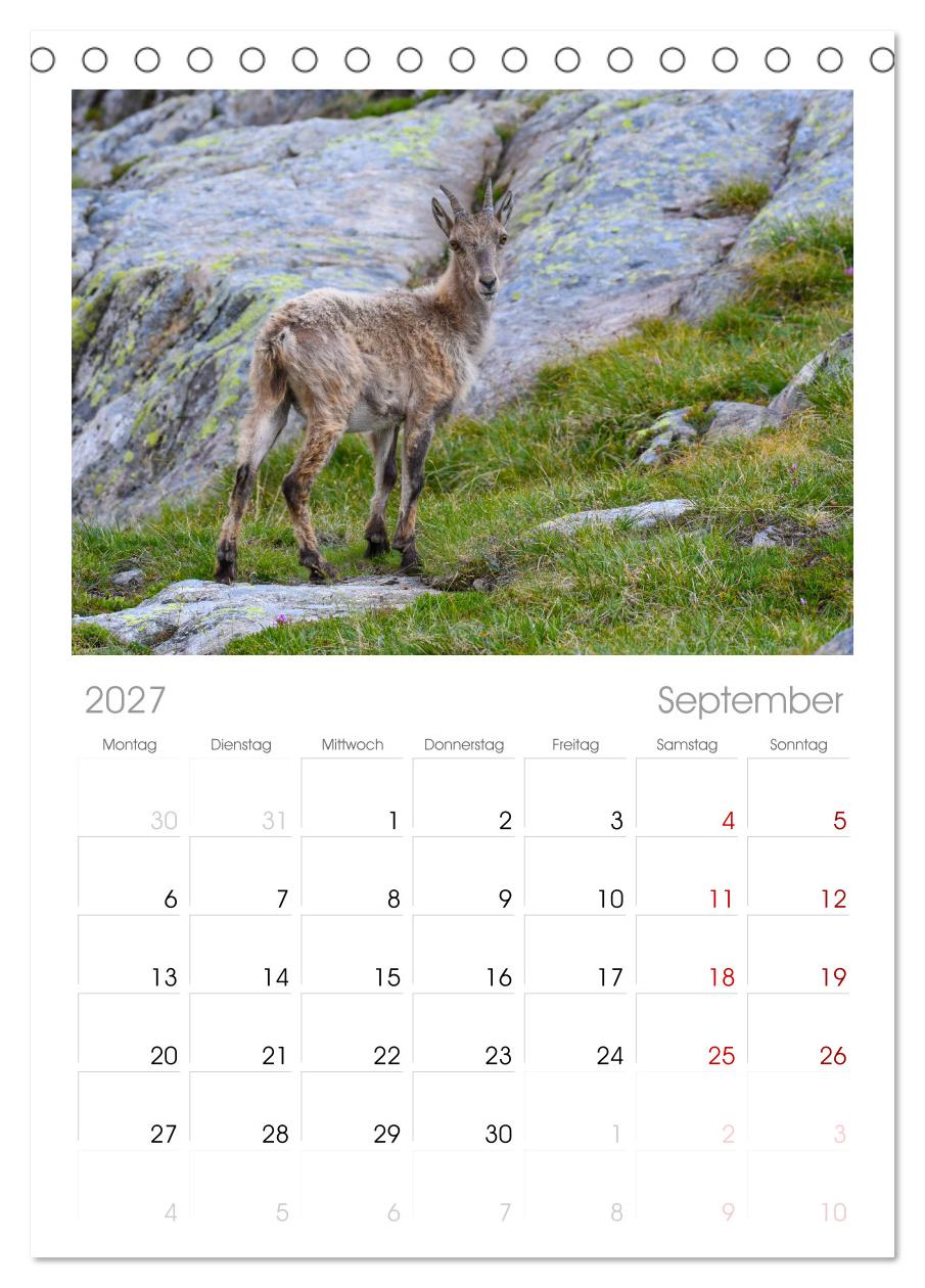 Bergkönige - Steinböcke im Blickpunkt der Naturfotografie