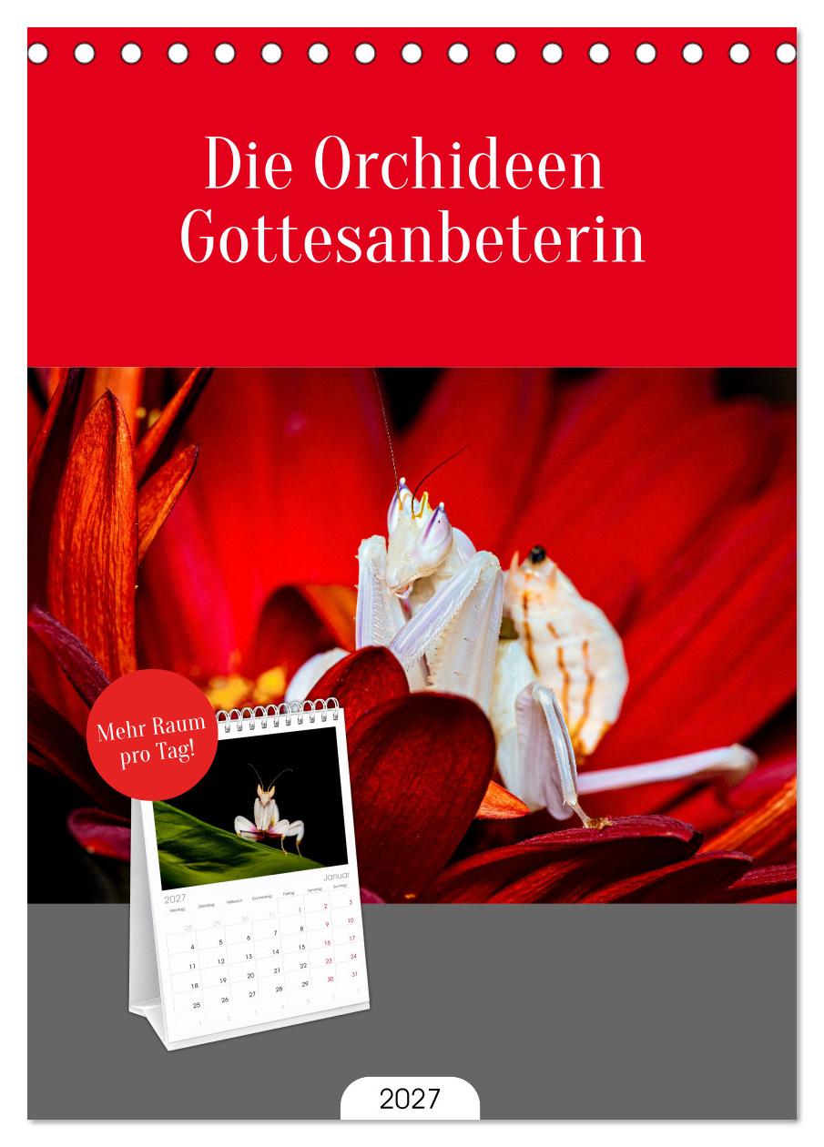 Die Orchideen Gottesanbeterin
