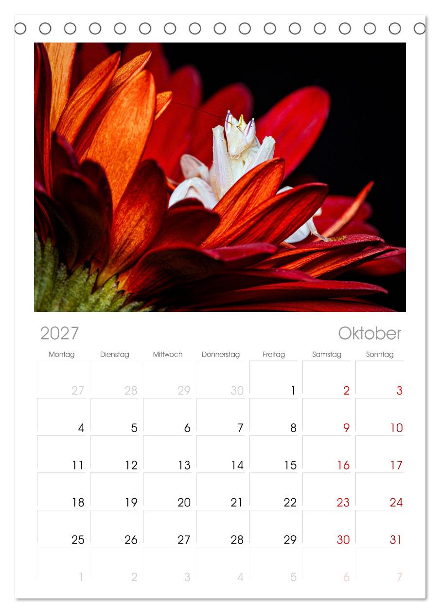 Die Orchideen Gottesanbeterin