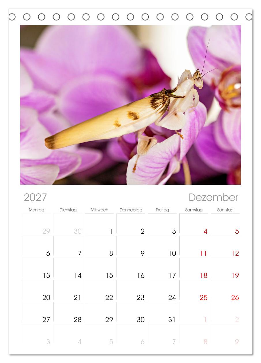 Die Orchideen Gottesanbeterin