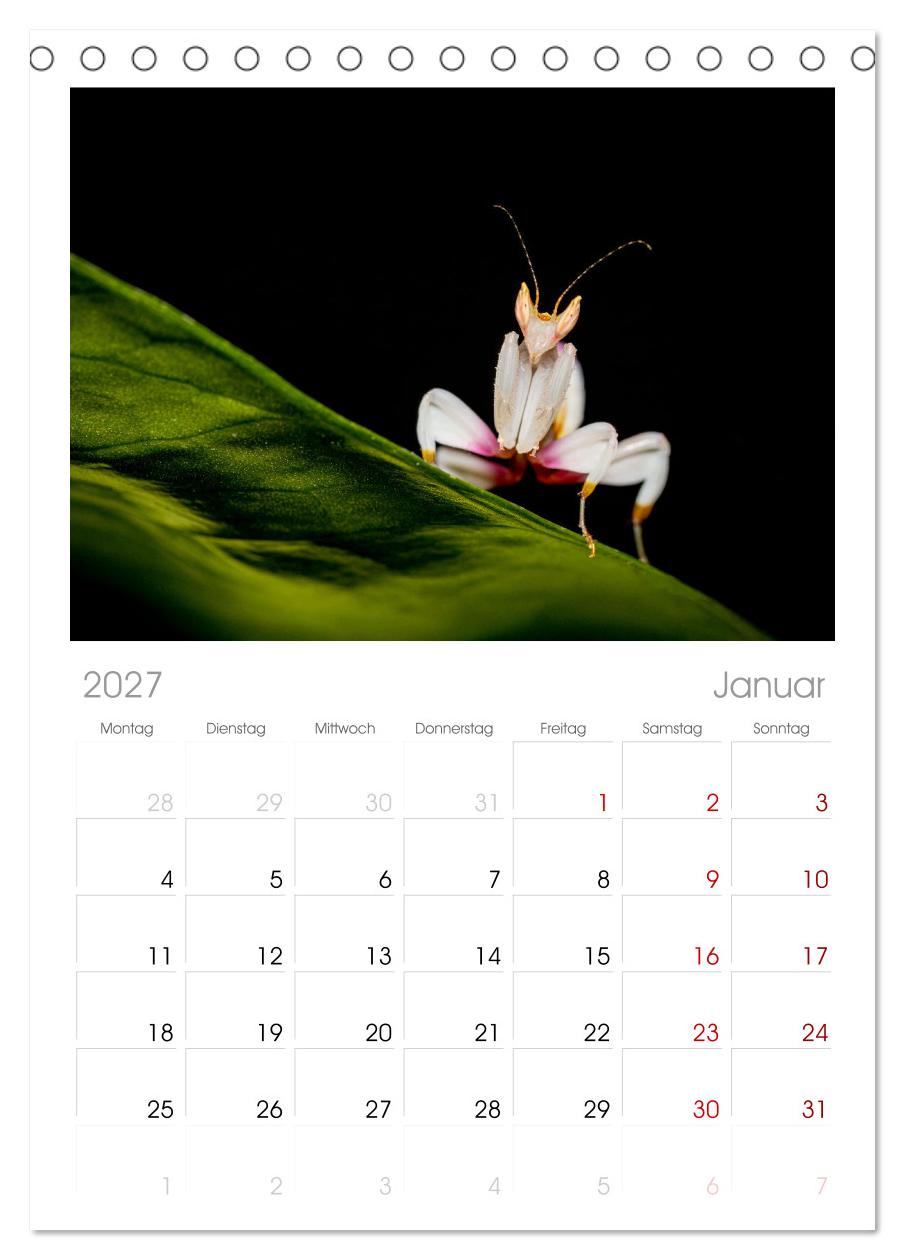 Die Orchideen Gottesanbeterin