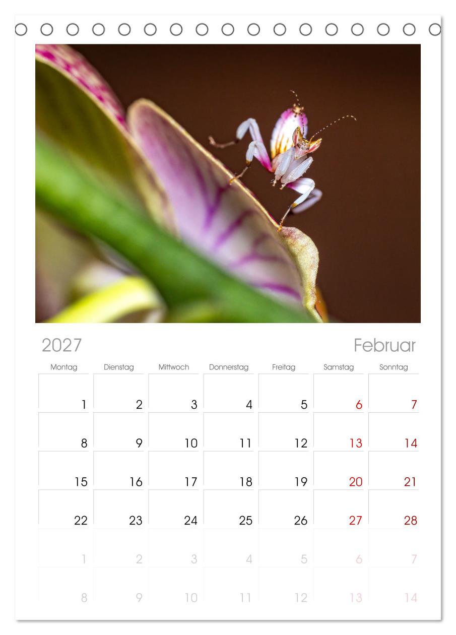 Die Orchideen Gottesanbeterin