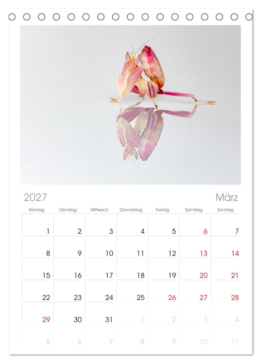 Die Orchideen Gottesanbeterin
