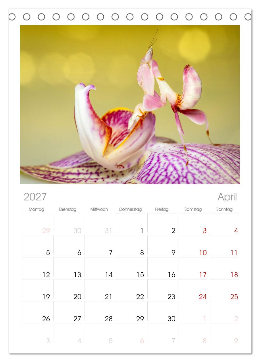 Die Orchideen Gottesanbeterin