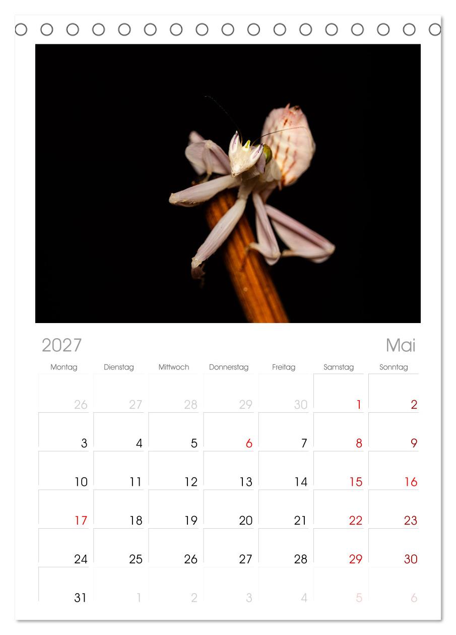 Die Orchideen Gottesanbeterin