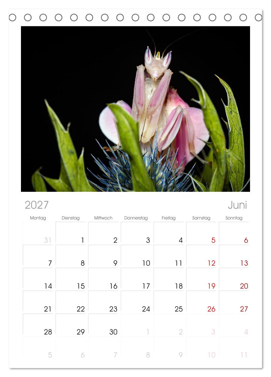 Die Orchideen Gottesanbeterin