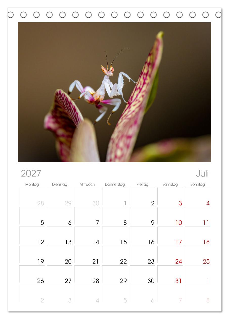 Die Orchideen Gottesanbeterin