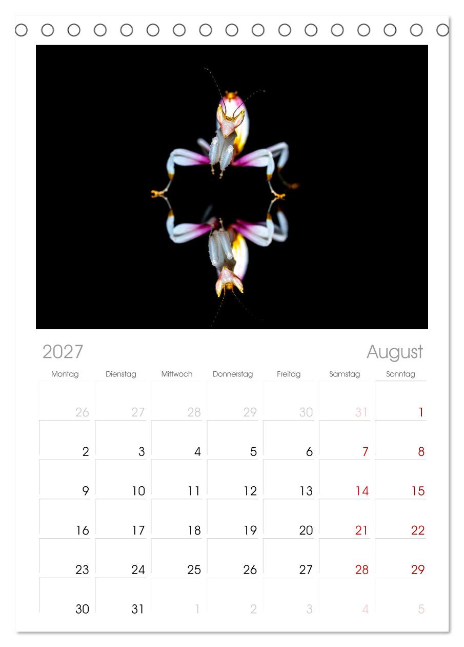 Die Orchideen Gottesanbeterin