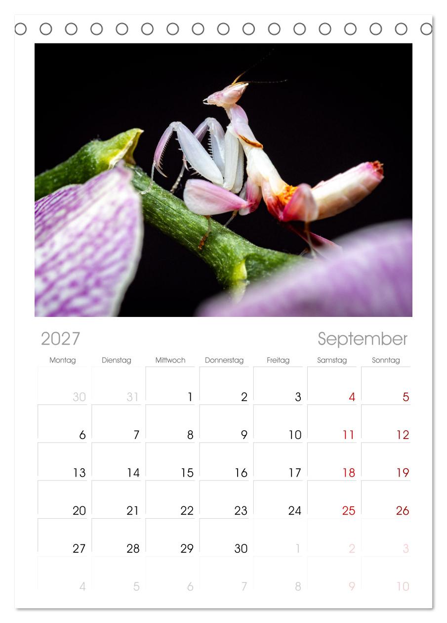 Die Orchideen Gottesanbeterin