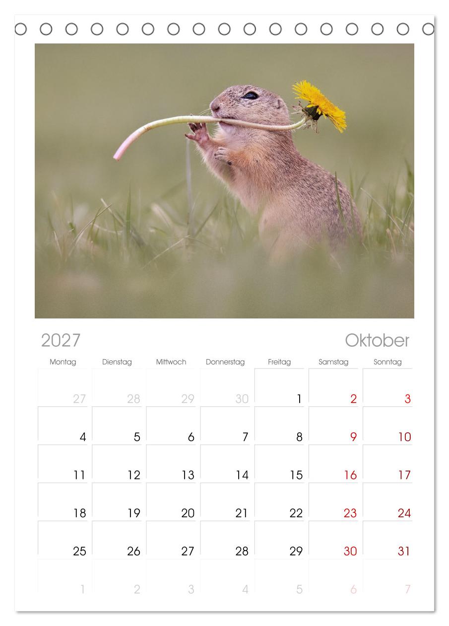 Zauberhafte Ziesel