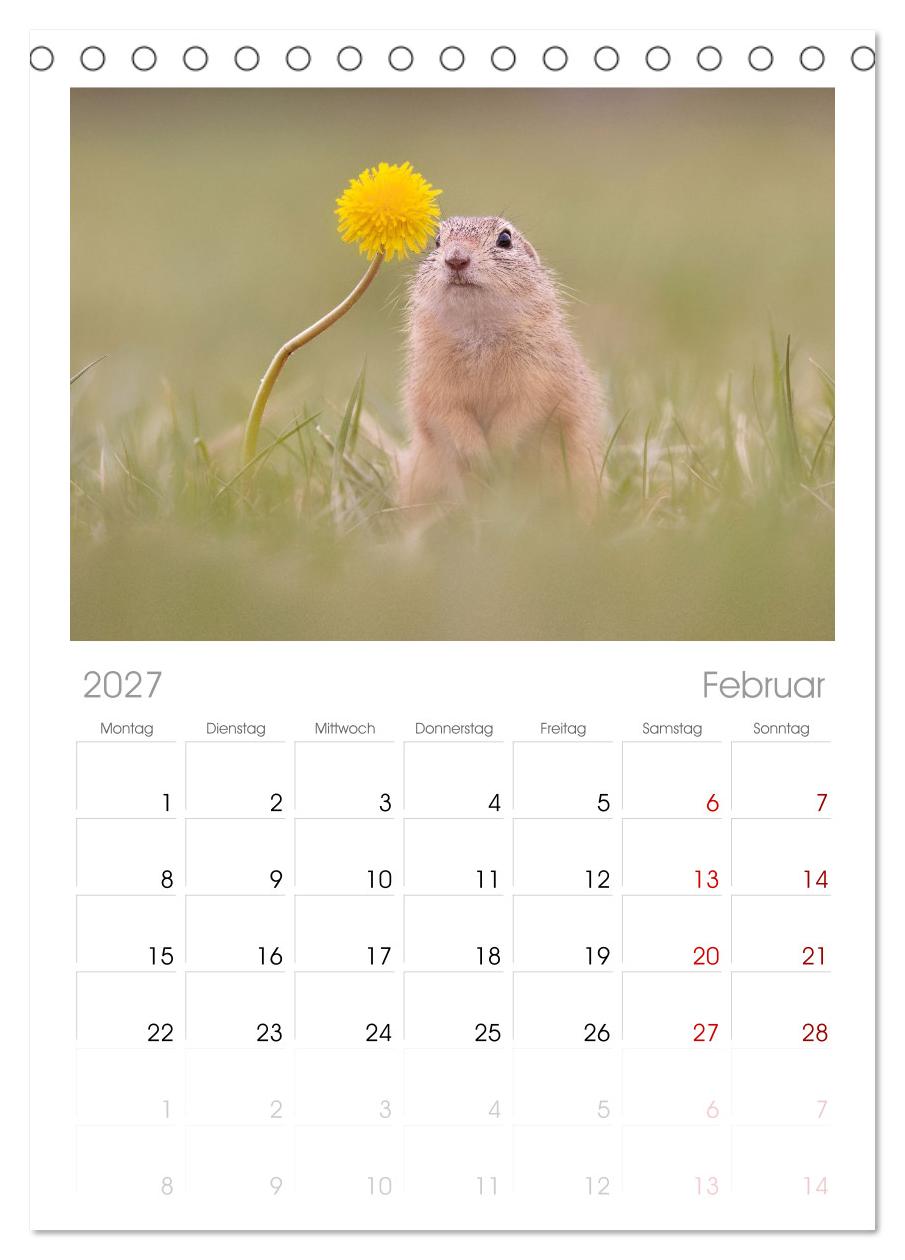 Zauberhafte Ziesel