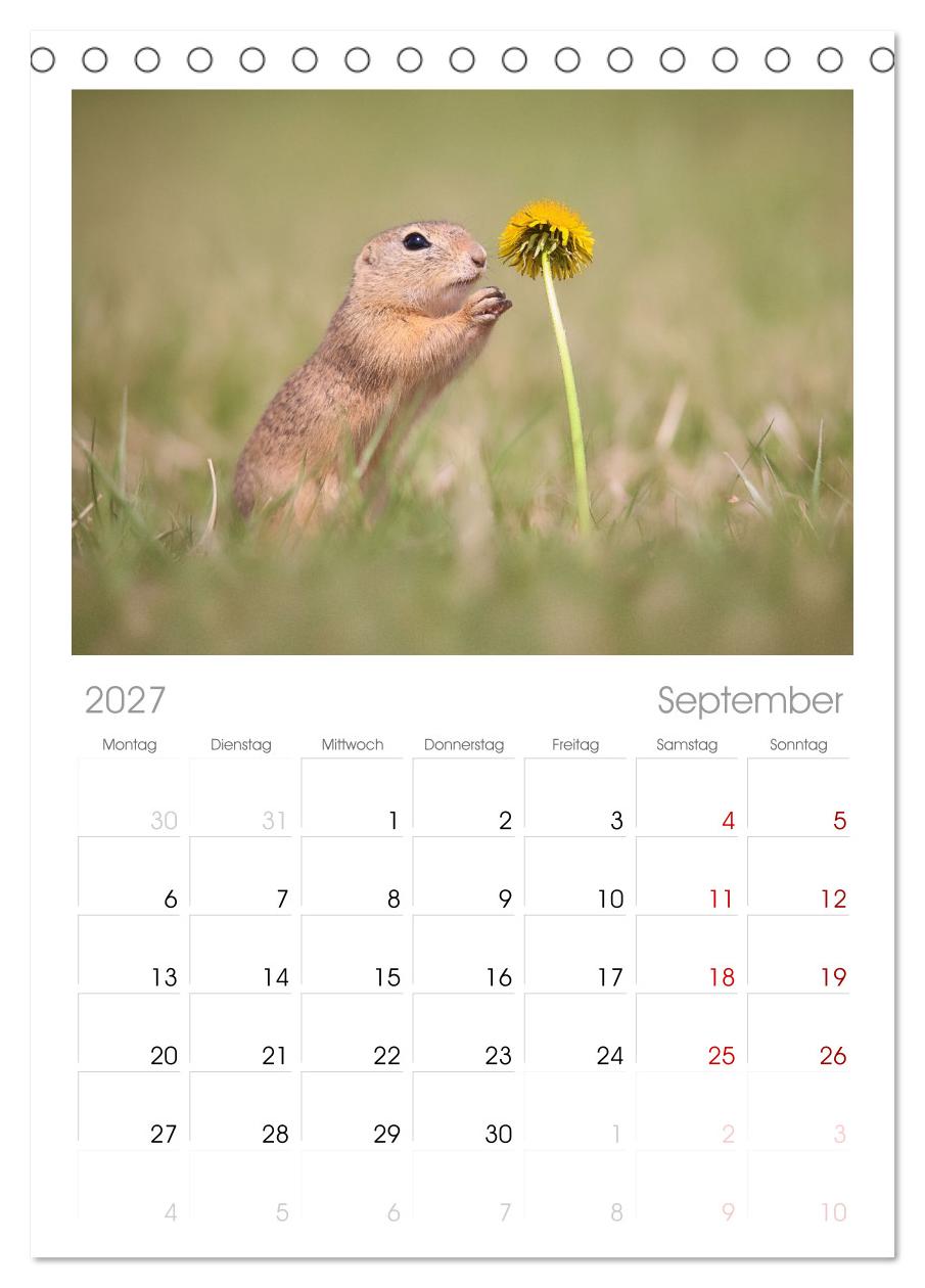 Zauberhafte Ziesel