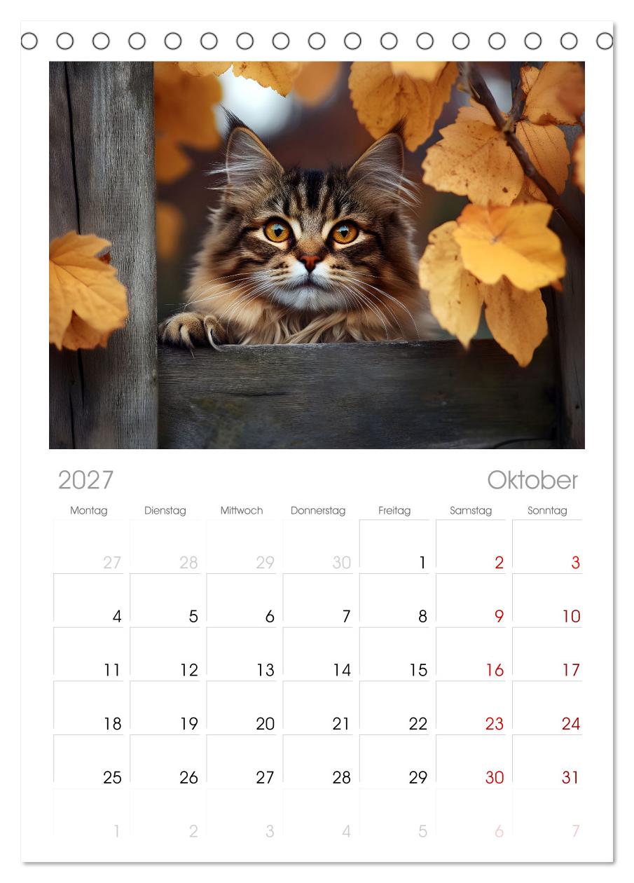Katzen - sanfte Schönheiten