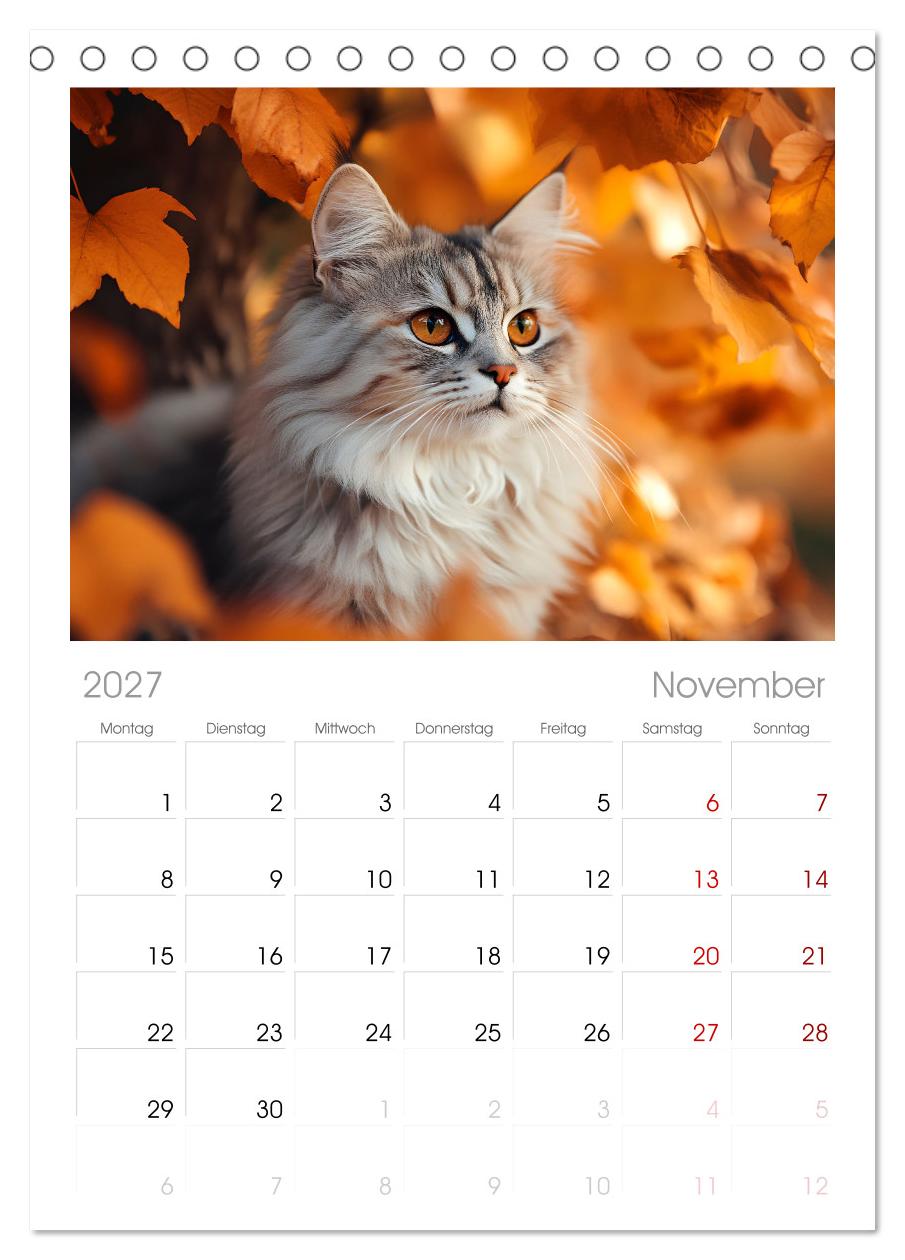 Katzen - sanfte Schönheiten