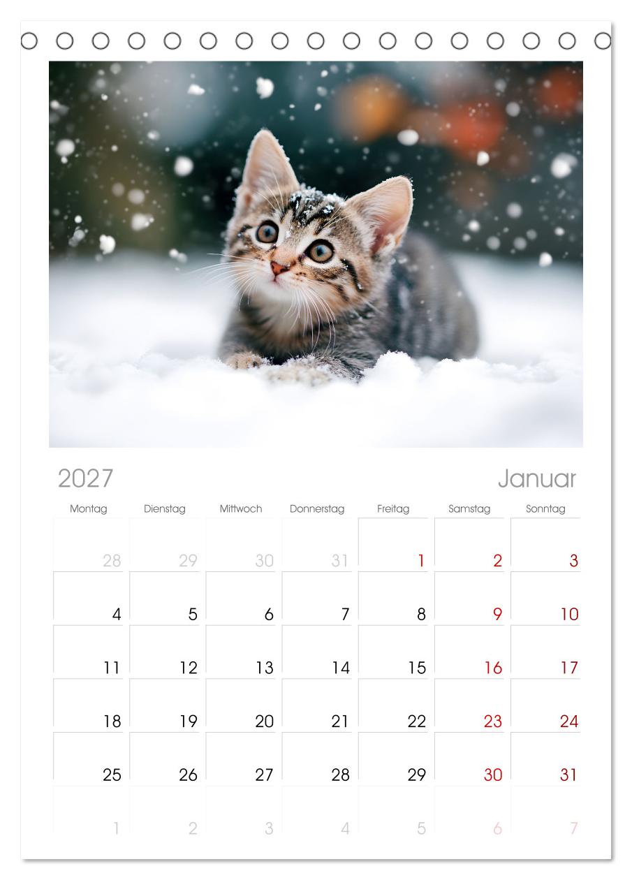 Katzen - sanfte Schönheiten