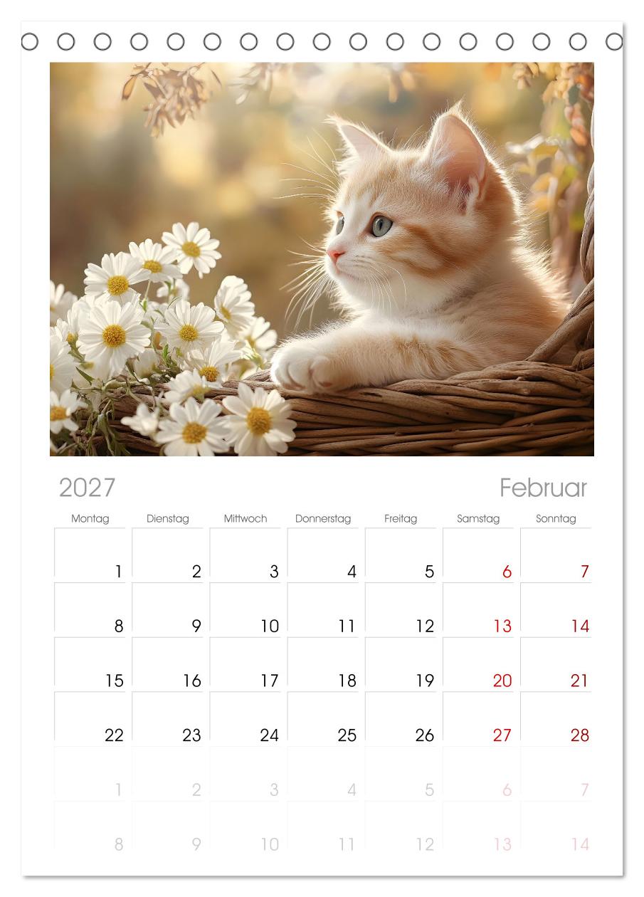 Katzen - sanfte Schönheiten
