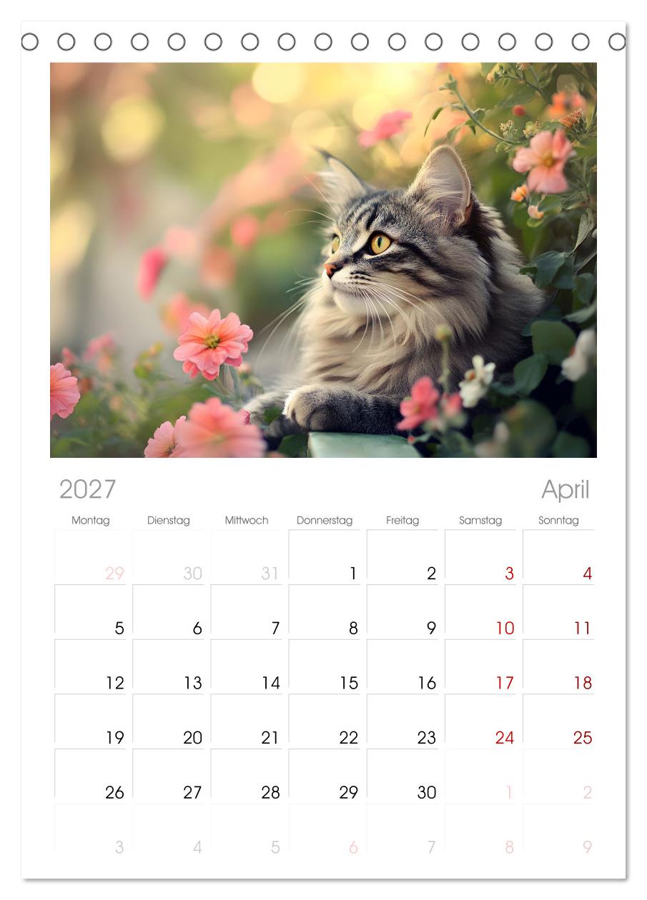 Katzen - sanfte Schönheiten