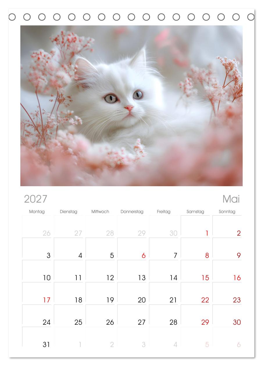 Katzen - sanfte Schönheiten