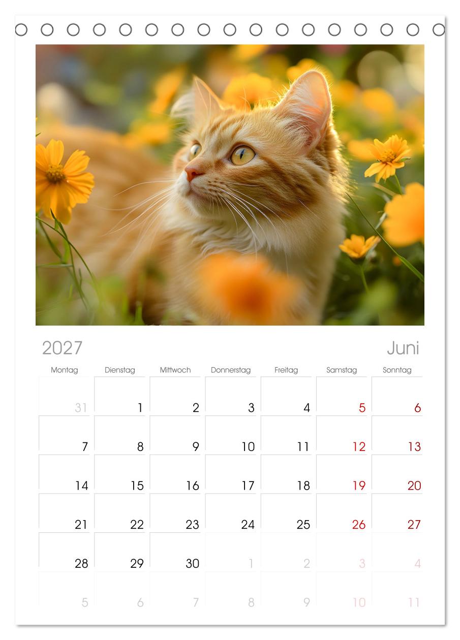 Katzen - sanfte Schönheiten