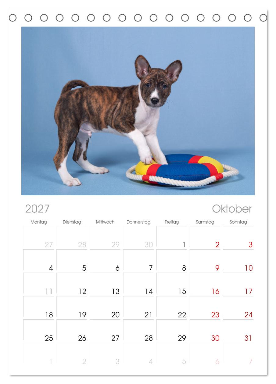 Der Basenji