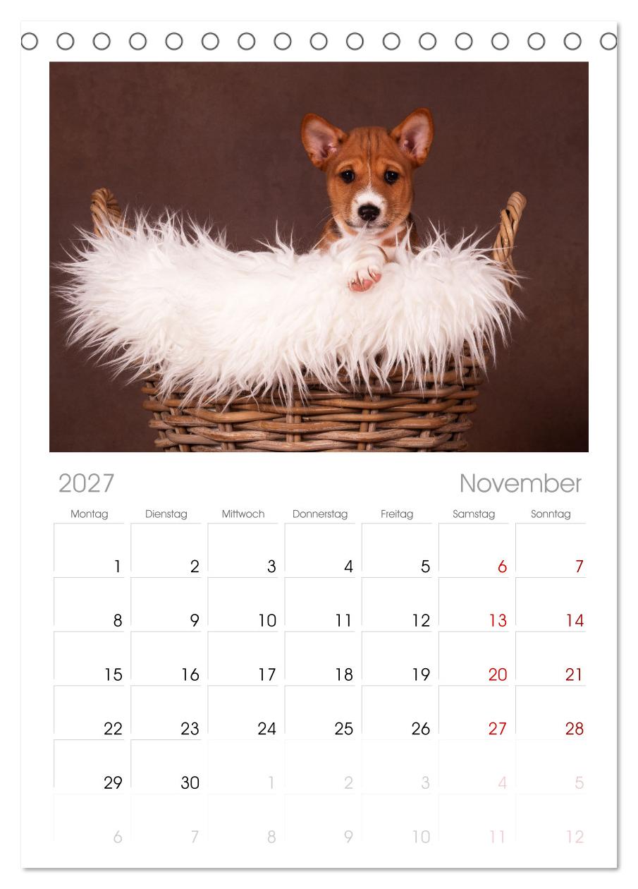 Der Basenji