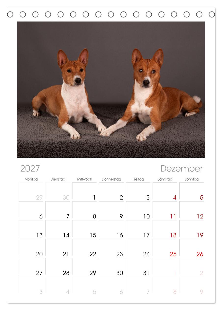 Der Basenji