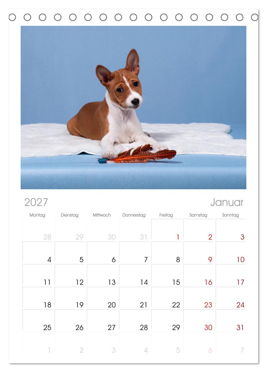 Der Basenji