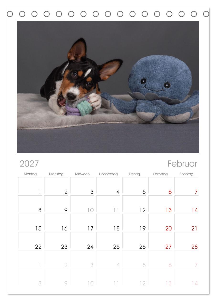 Der Basenji
