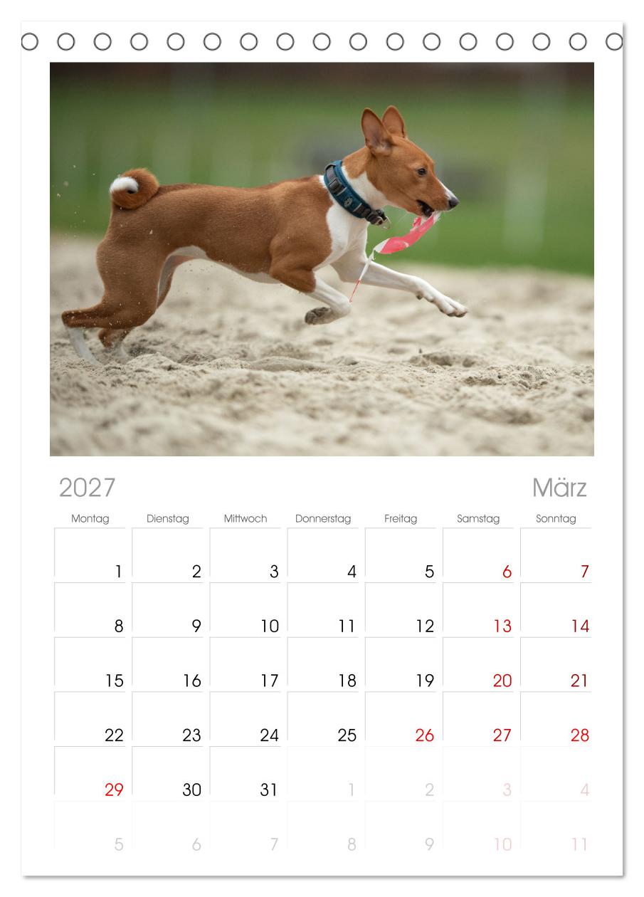 Der Basenji