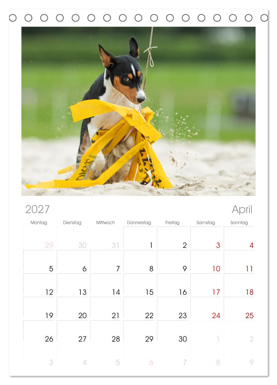 Der Basenji
