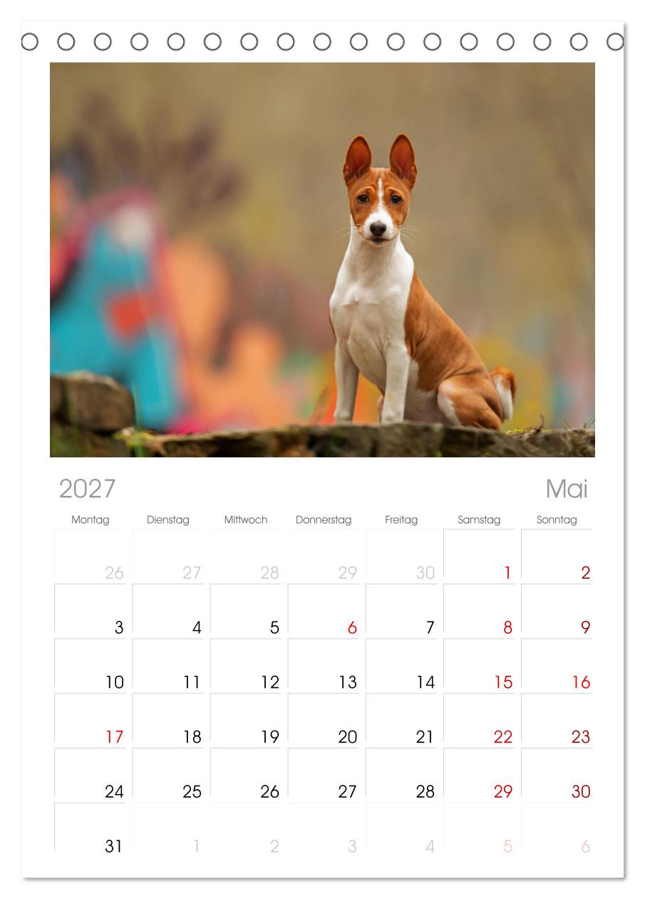 Der Basenji