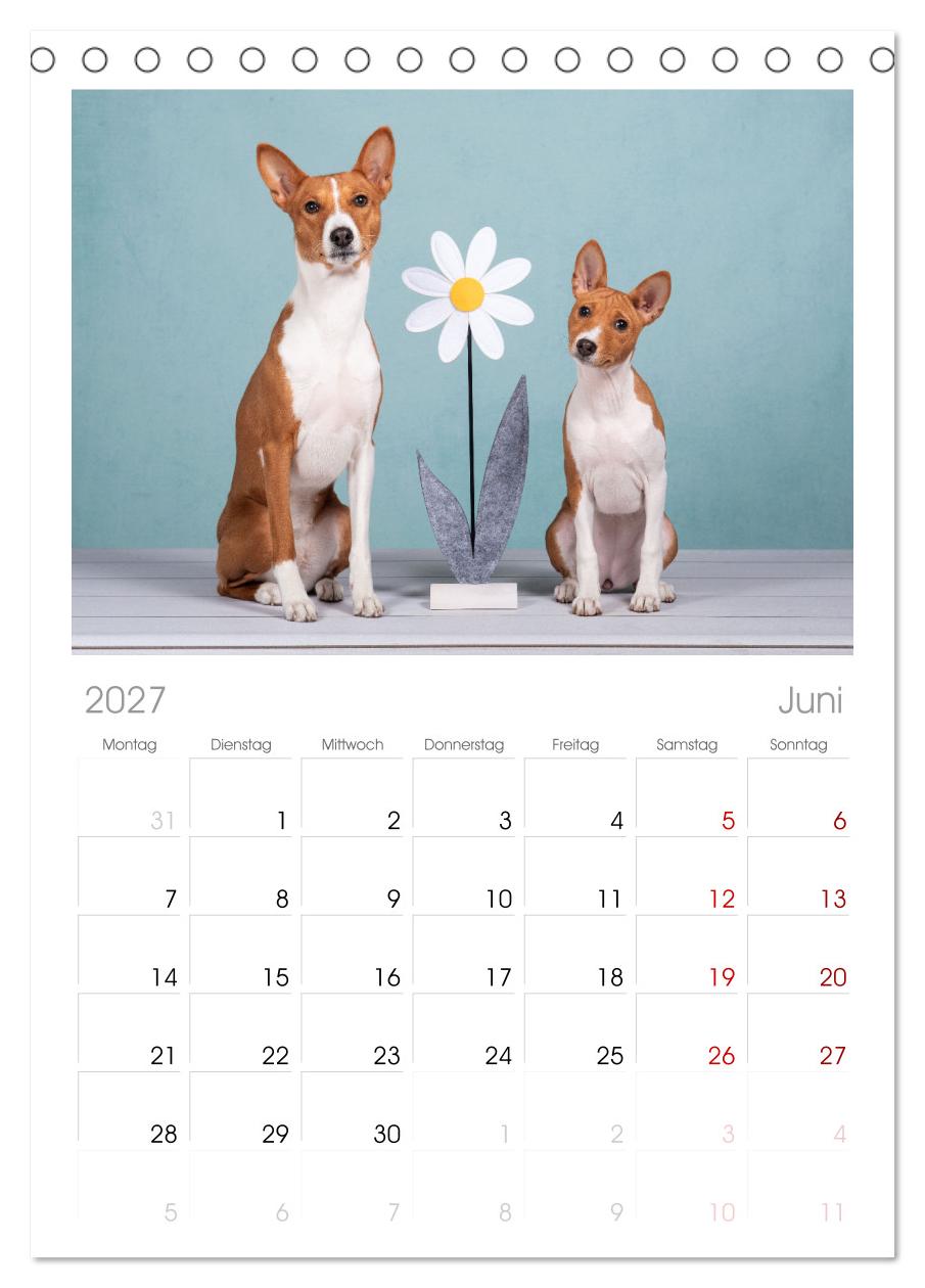 Der Basenji