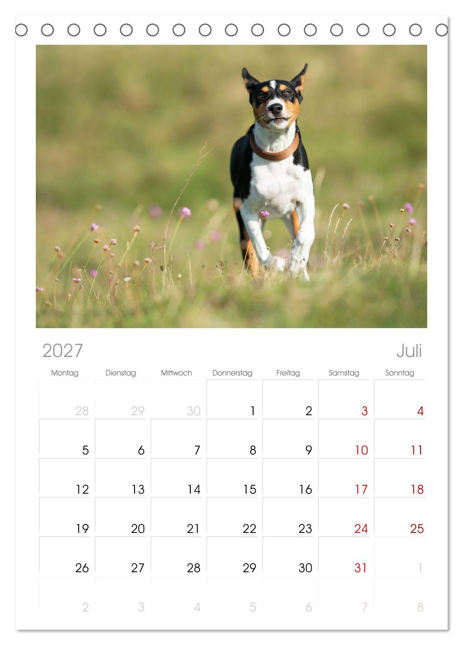 Der Basenji