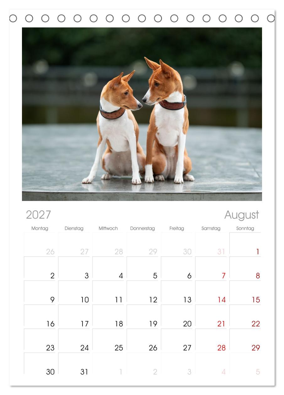 Der Basenji