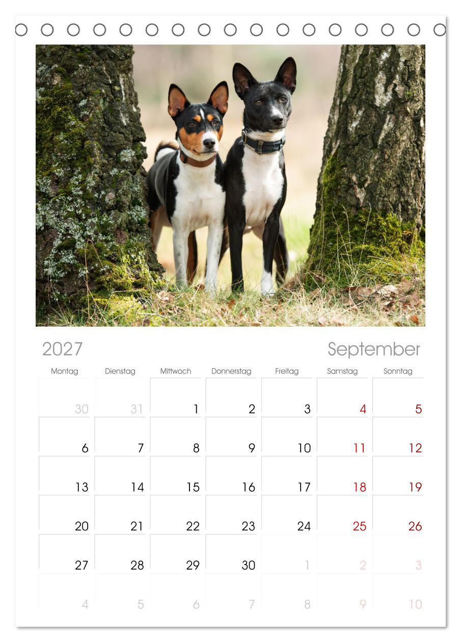 Der Basenji