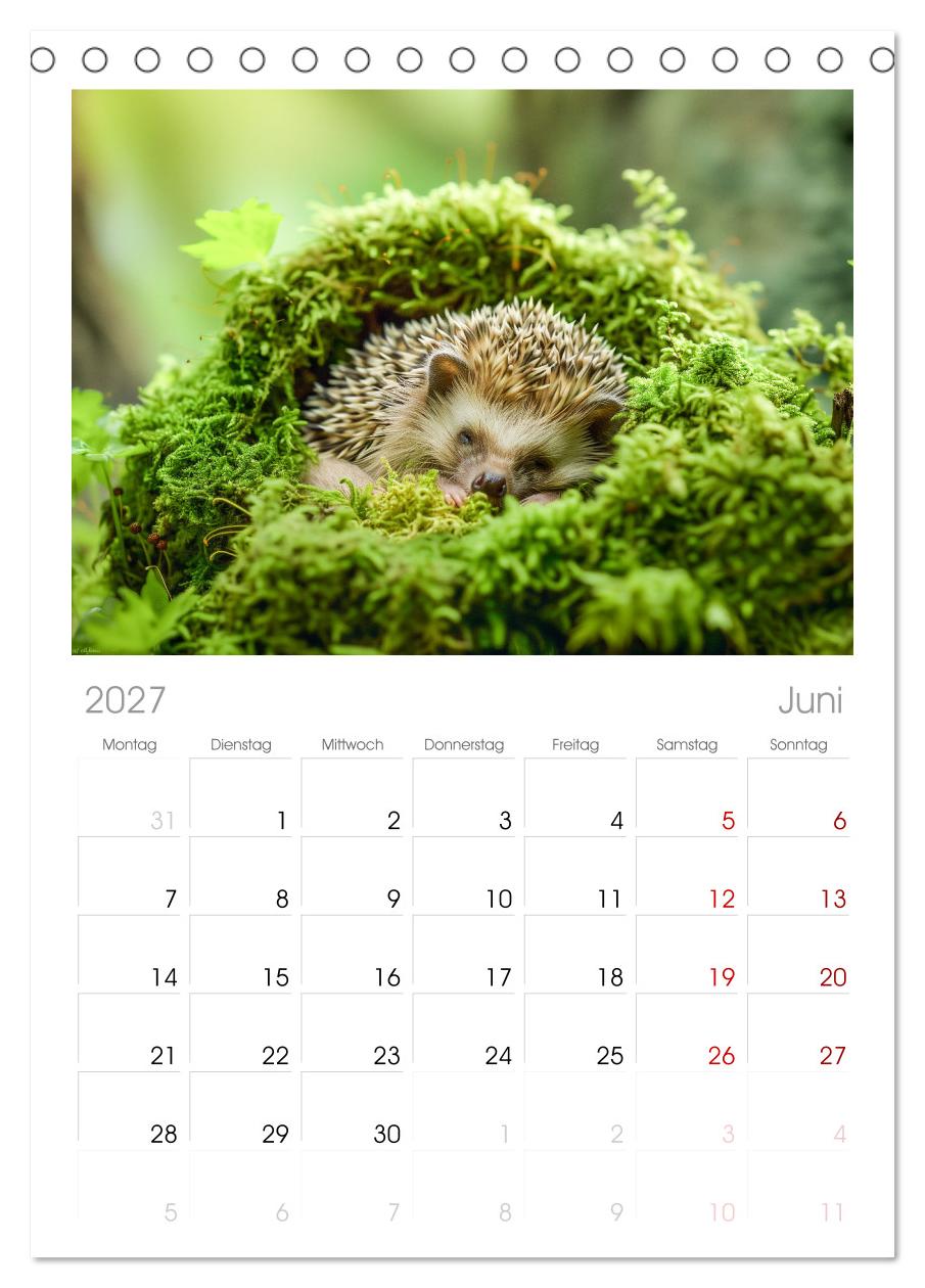 Lustige Igel