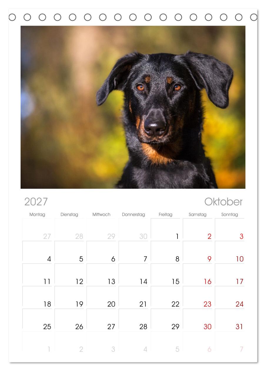 Der Beauceron