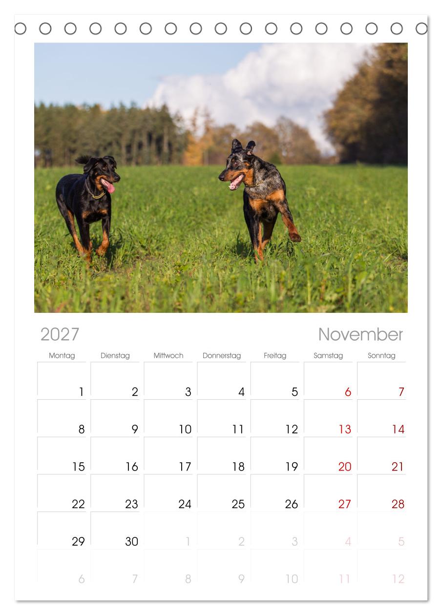 Der Beauceron