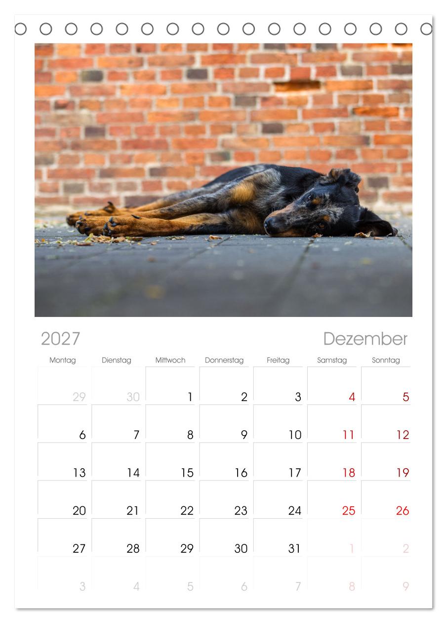 Der Beauceron
