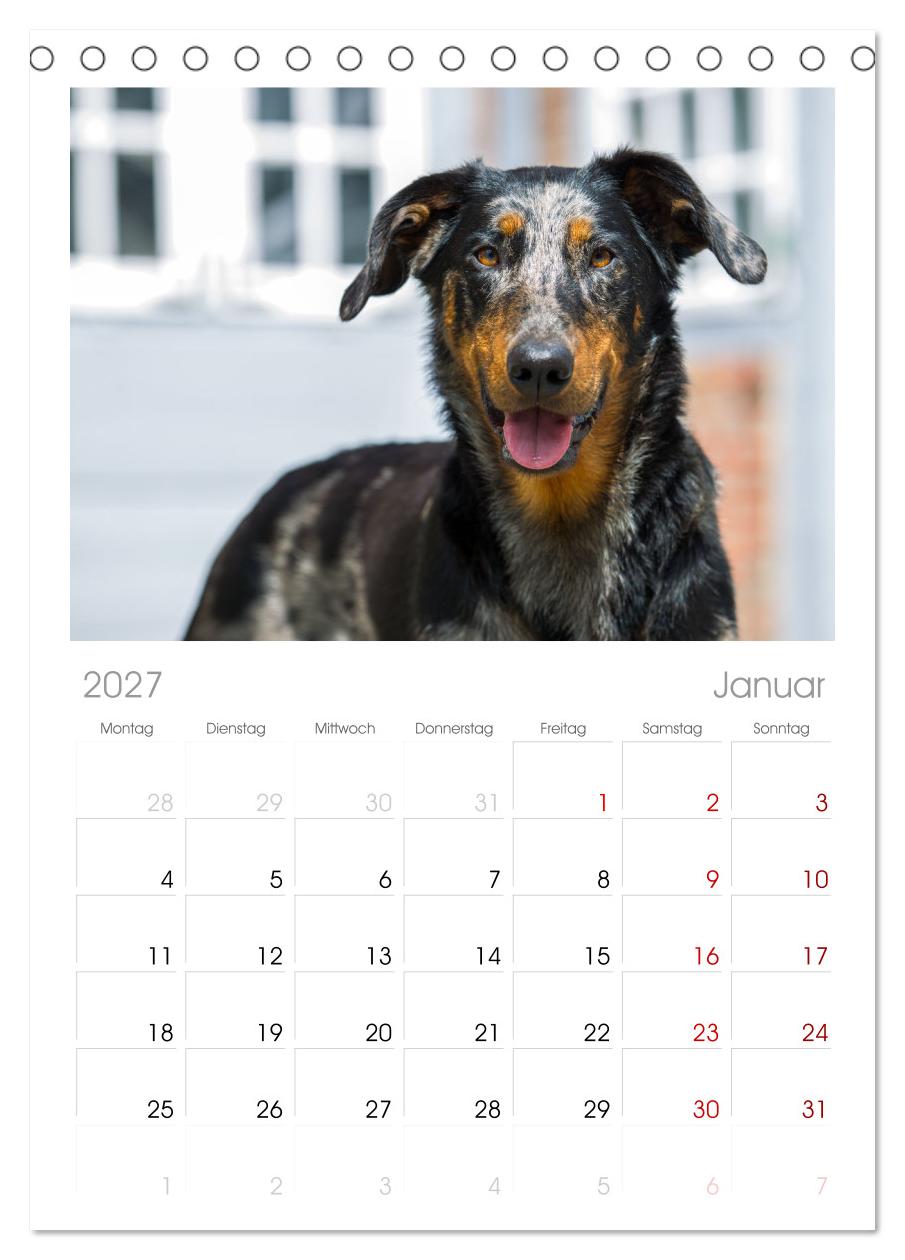 Der Beauceron