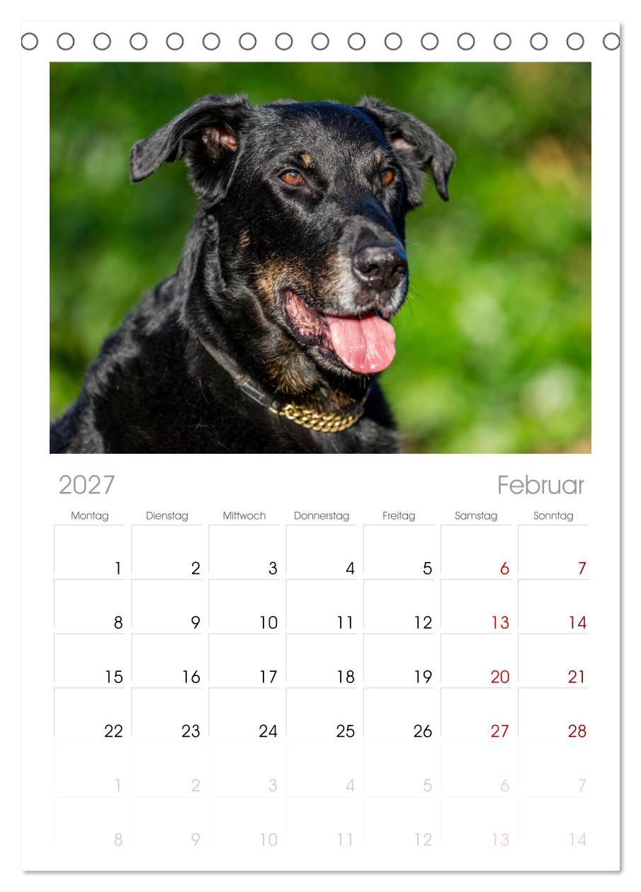 Der Beauceron