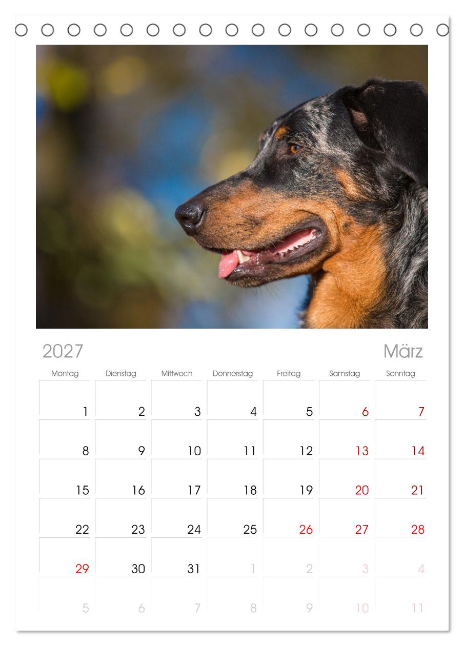 Der Beauceron