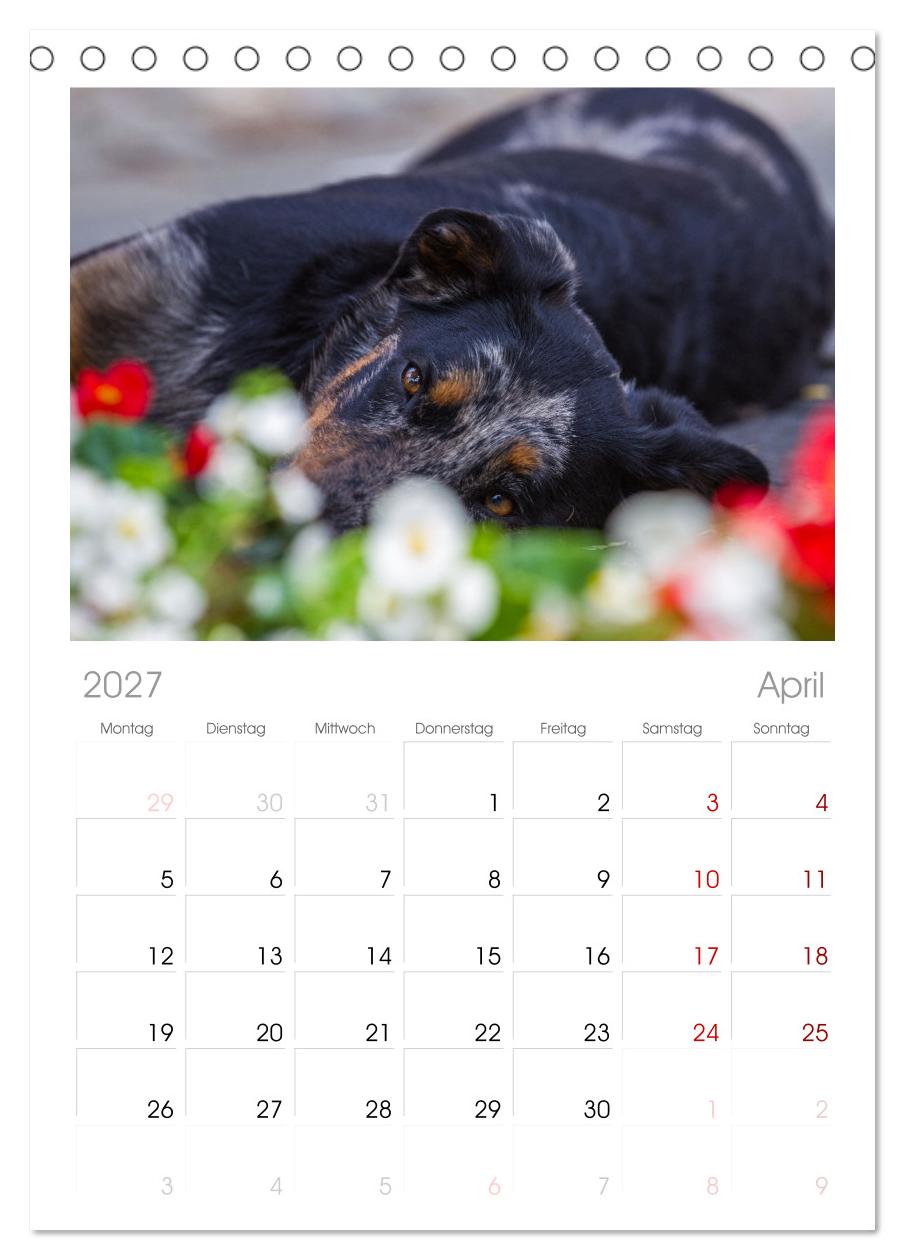 Der Beauceron