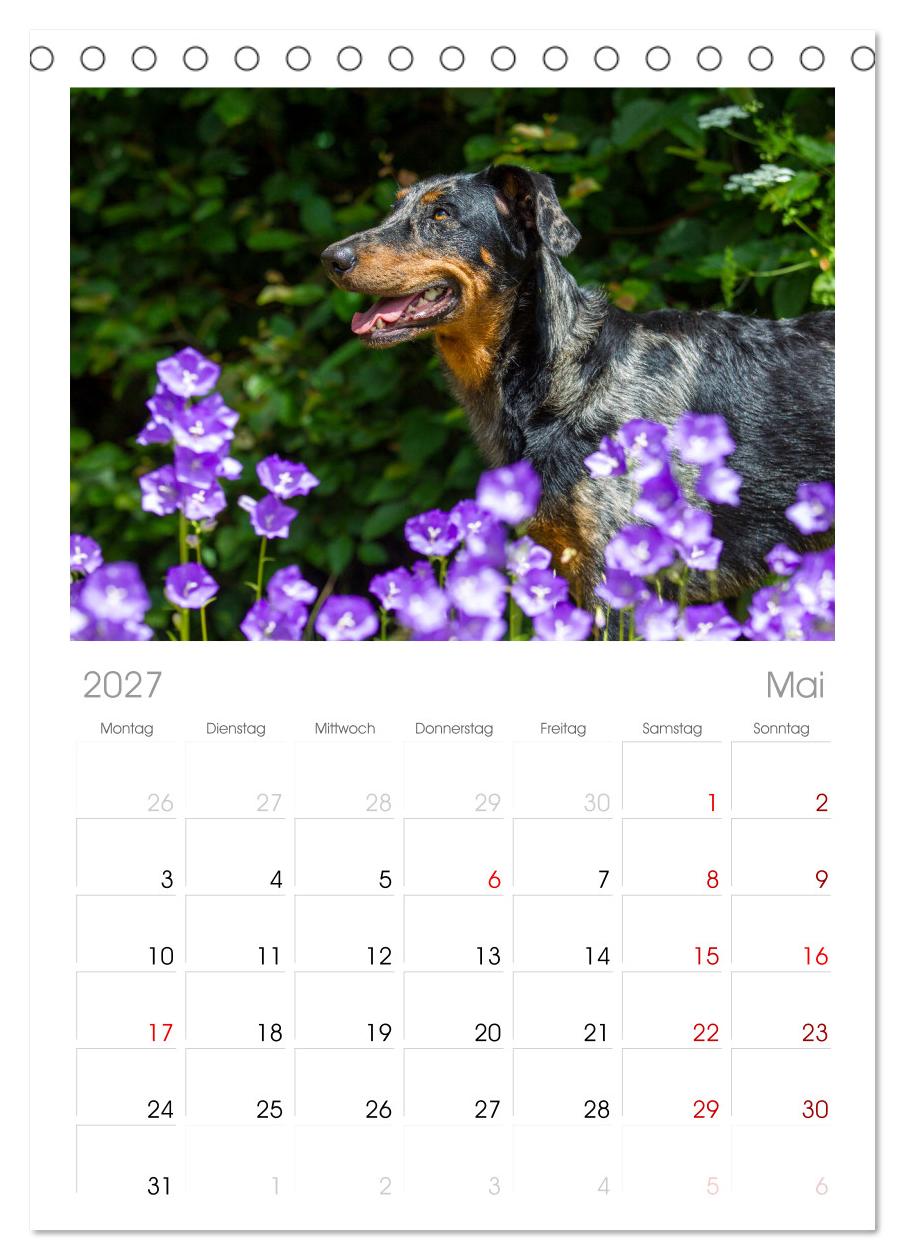 Der Beauceron