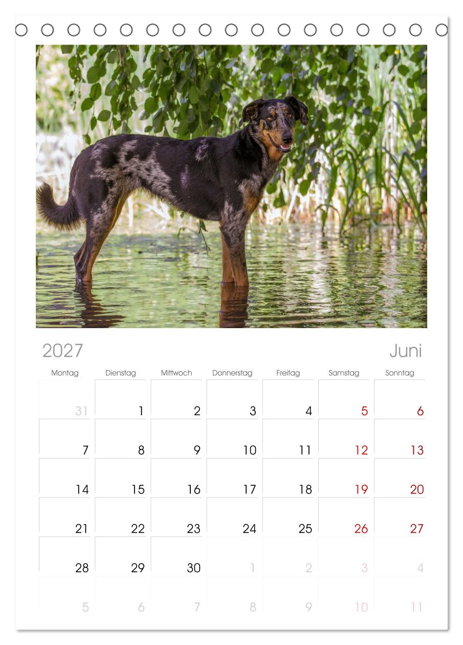 Der Beauceron