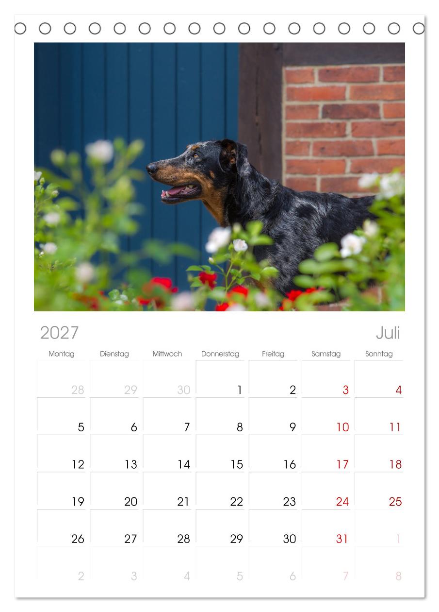 Der Beauceron