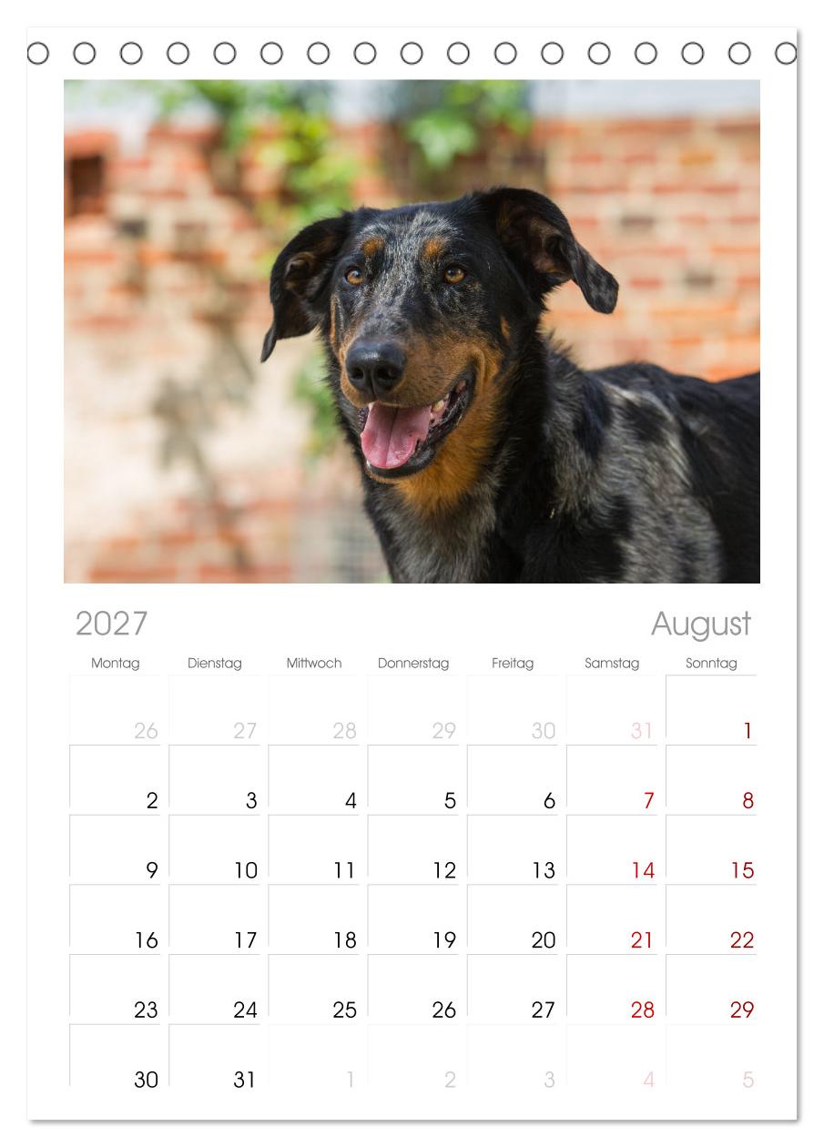 Der Beauceron