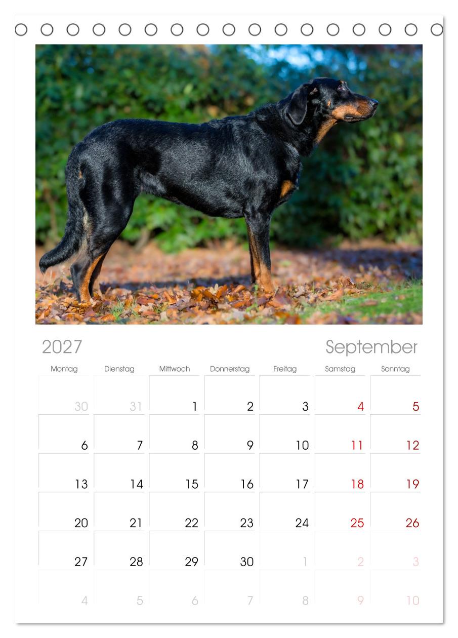 Der Beauceron
